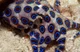 Blue ringed octopus 