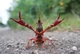 Crayfish 