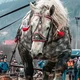 White Draft Horse