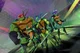 Rottmnt 
