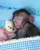 Pet monkey 