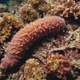 Sea cucumber 