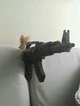 Assassin Kitten