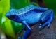 Blue poison frog 