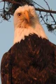 One eyed Eagle 