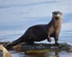 Otter