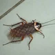 Cockroach 