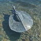Stingray