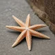 Starfish 