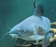 Catfish