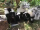 Momma skunk and kits