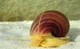 Apple snails
