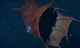 Vampire squid