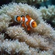 Clownfish 