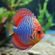 Discus fish