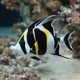 Moorish idol