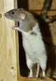 Rack the tiny rat