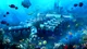 Underwater Habitat