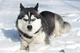 Husky dog