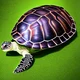 Turtle good 