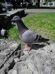Pigeon