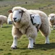Sheep drone suit