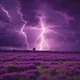 the purple thunder