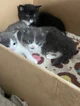 Kitty
