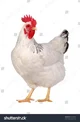 Hen