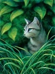 Ivypool