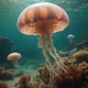 Lagoon jellyfish 