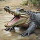 Crocodile 