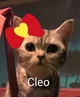 Cleo