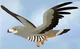 Mpishi  Harrier Hawk
