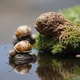 Mangrove snails