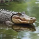 Alligator