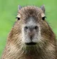Capybara