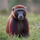 burgundybaboon552