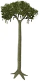 lepidodendron tree