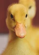 baby duck