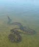 Anaconda 