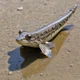 Mudskipper 