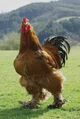 Giant Brahma Chicken