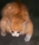Buff Kitty