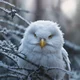 Snow owl