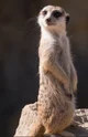 Meerkat 