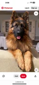 AdulGerman shepherd 