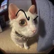 Cat Skala