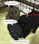 The 3 Godzillas