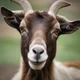 Goat